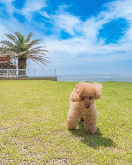 開放感溢れる庭で愛犬と思う存分遊ぶことができる贅沢空間。...