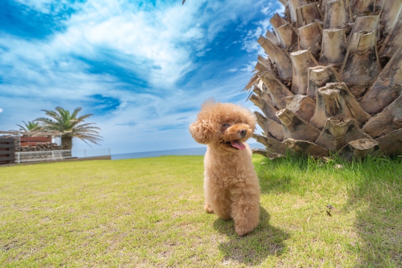 絶景を望む庭で、愛犬とのびのび遊べる贅沢なひととき。ここでしか味わえない特別なステイを。