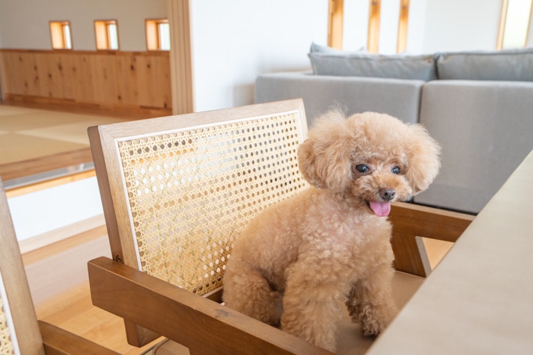 愛犬と一緒に泊まれる、海辺の特別な貸別荘。