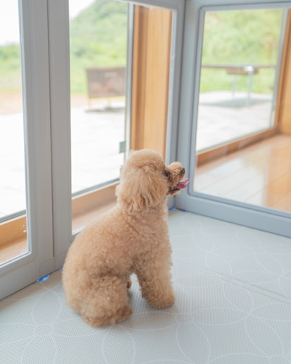 ドッグフレンドリーでペットアメニティも多数ご用意。快適な滞在をサポートします。