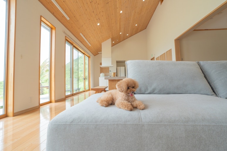 ワンちゃんがソファや窓辺でくつろぐ姿も絵になる空間。