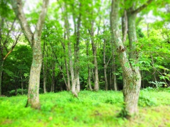 北広島町は自然がいっぱい★ブナ林