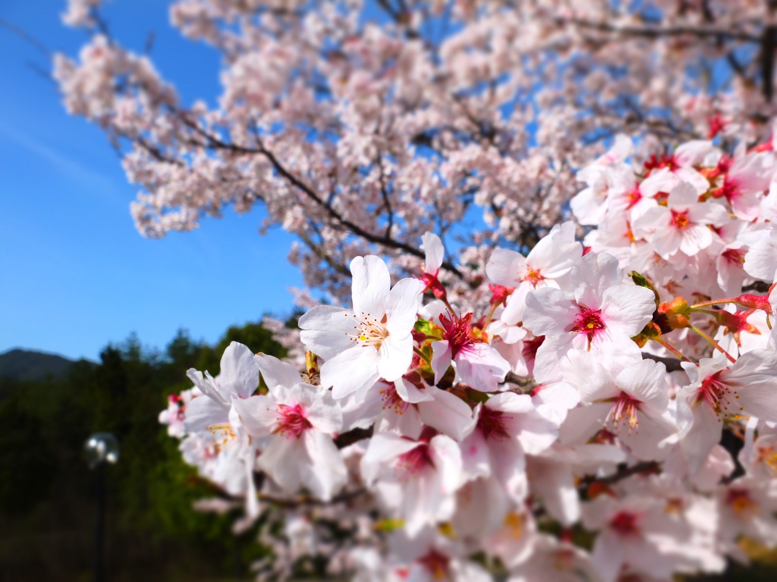 当館周辺に咲く綺麗な桜