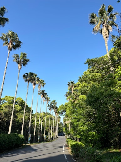 伊豆海洋公園に行く途中の景色