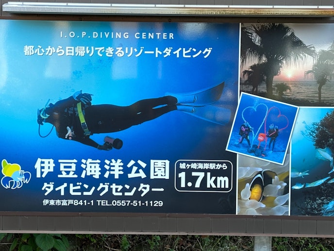 伊豆海洋公園の近くにダイビングセンターもあります．