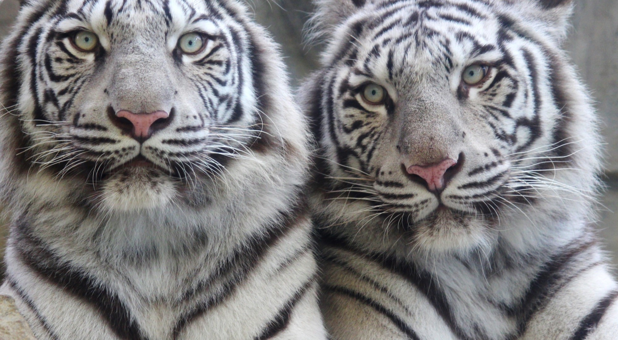 姫路セントラルパーク（サファリ）