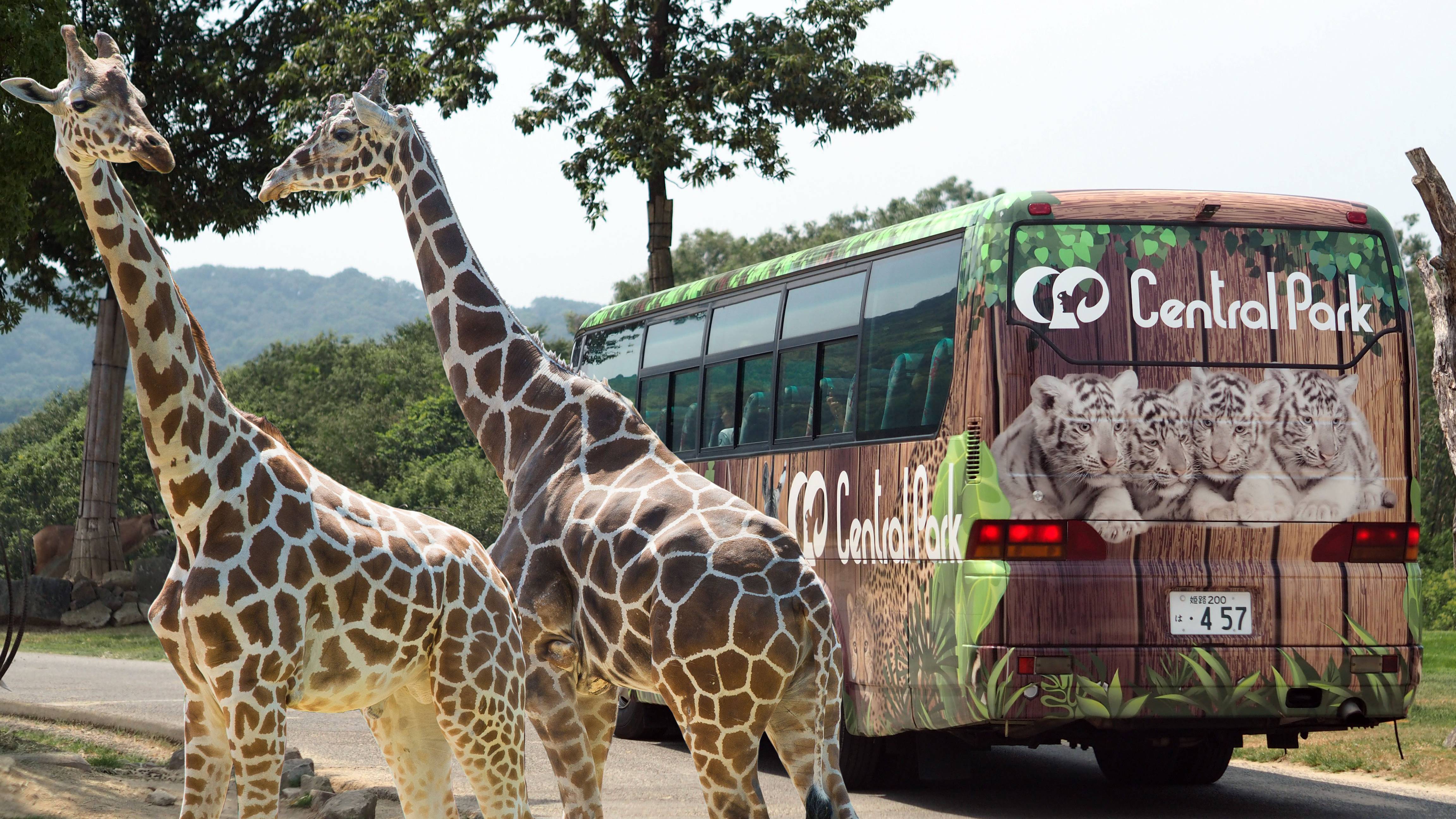 姫路セントラルパーク バスとキリン