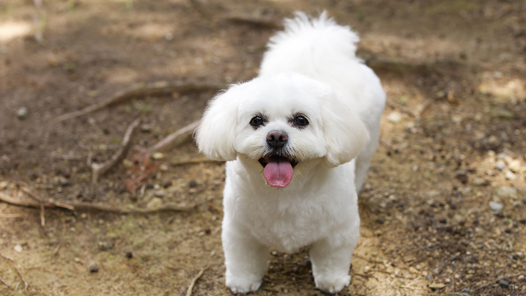 ドッグランでの愛犬とのひととき