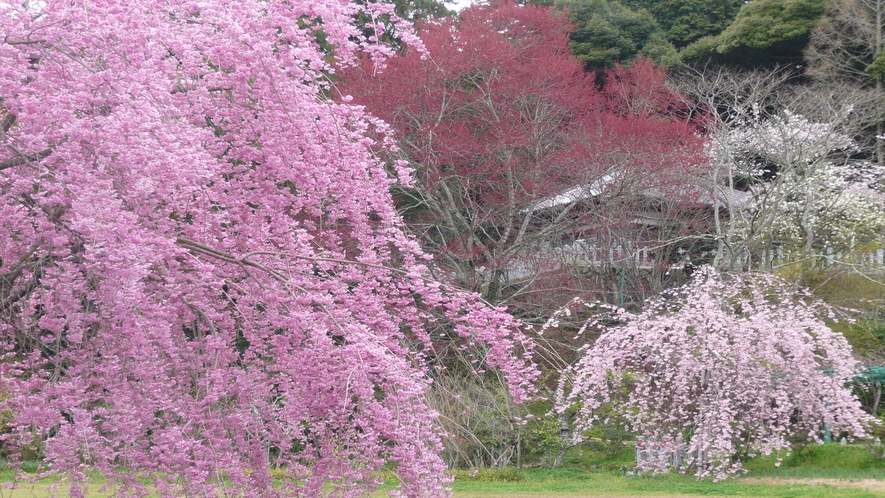 應聖寺　桜