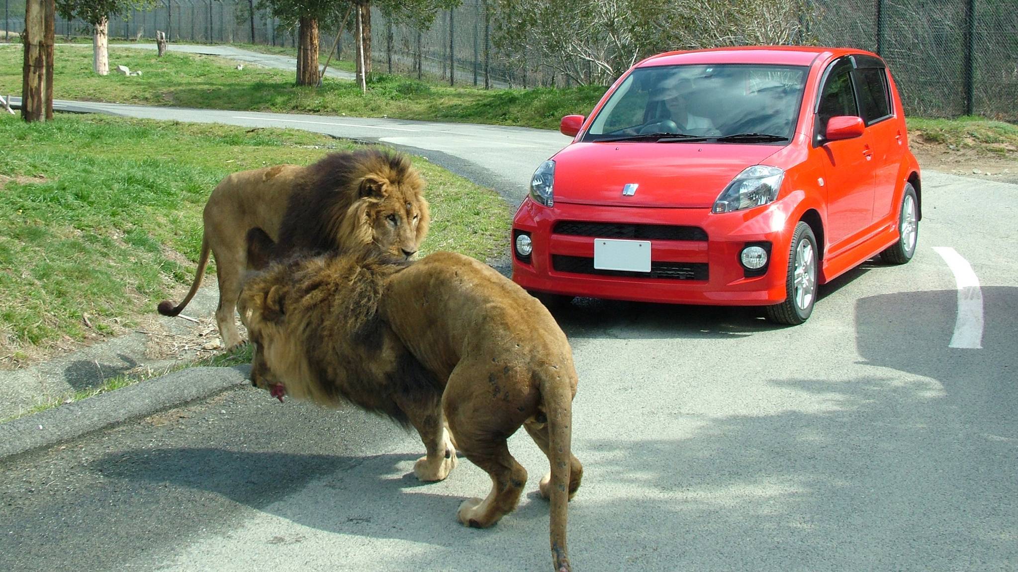 姫路セントラルパーク「ドライブスルーサファリ」イメージ