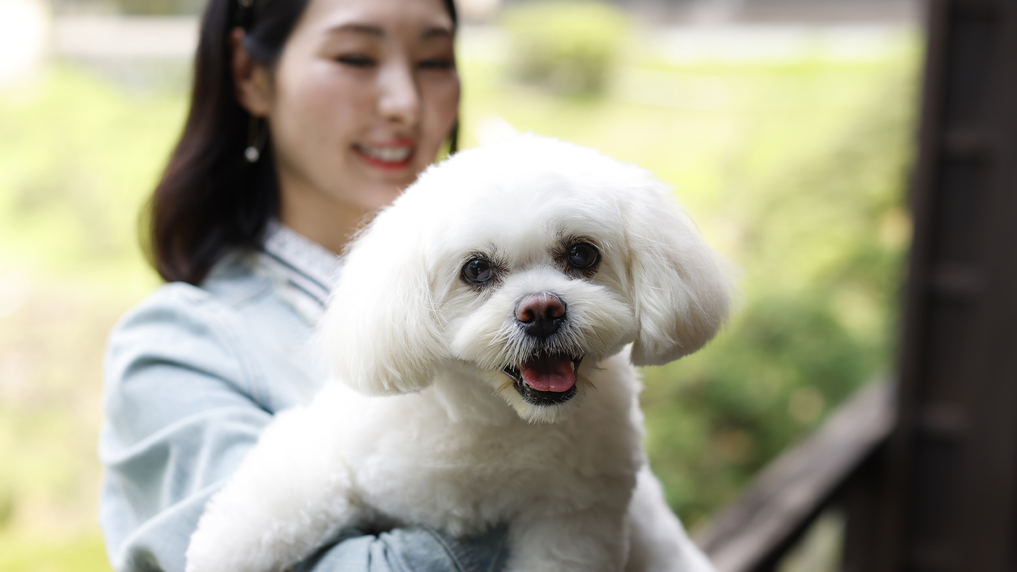 新しくなったDogフレンドリールーム（滞在イメージ）