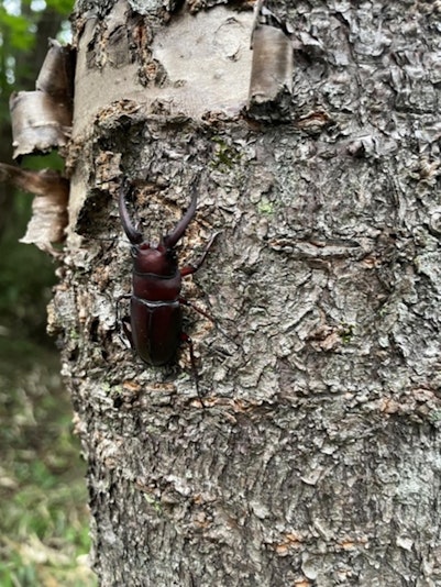 クワガタさんもたまに見かけます。