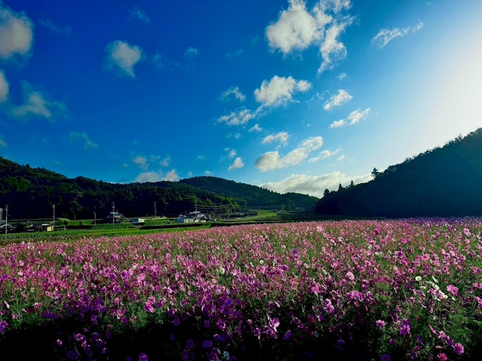 歩いて行けるコスモス畑