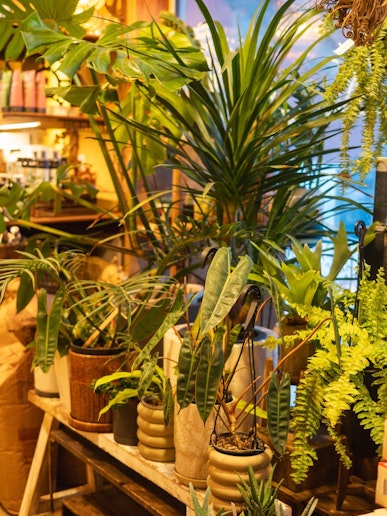 「PYRAM ORGANICS & PLANTS」の店内