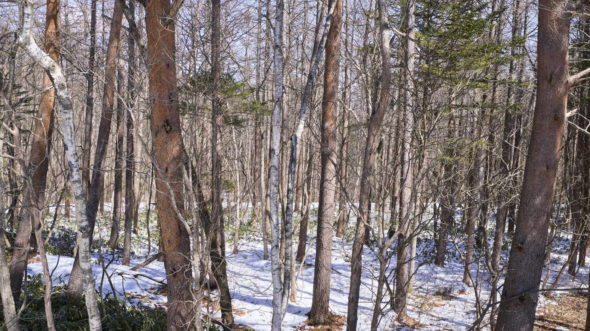 【プレオープン★アンケートあり】和・洋選べるシルクサーモンの朝ごはんをお部屋で（朝食付／12名分）