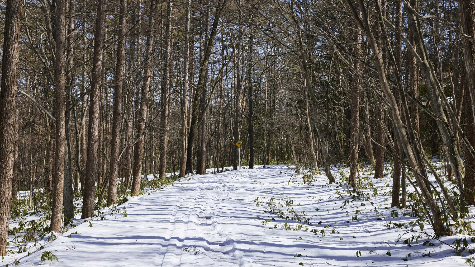 【その他：景観】隣接する国有林の豊かで美しい木々