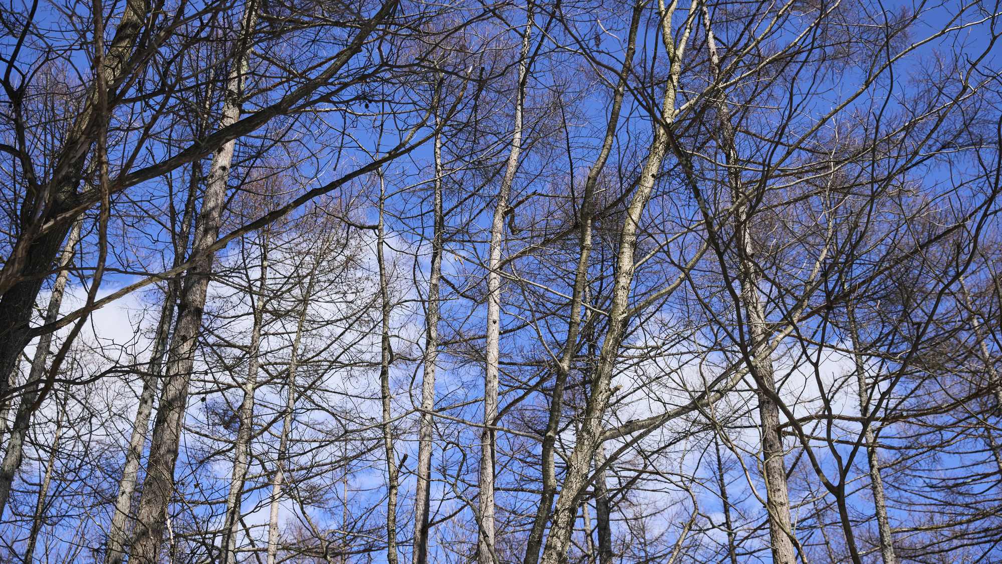 【その他：景観】豊かで美しい木々の中で深呼吸