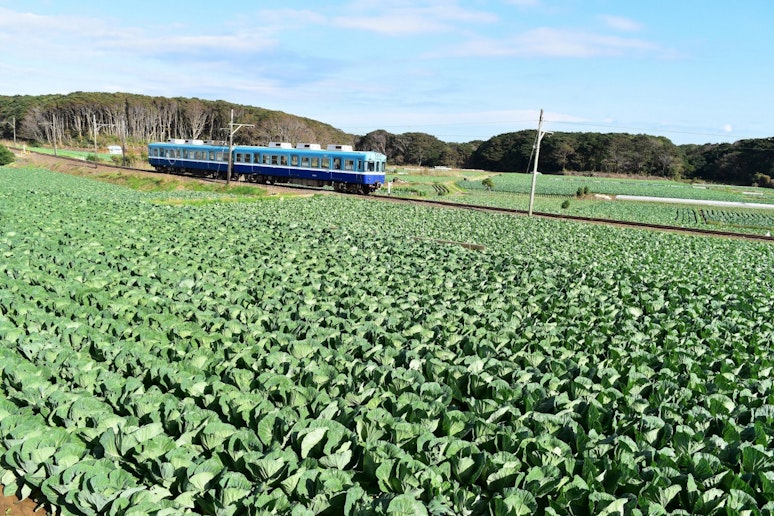 銚子灯台キャベツ