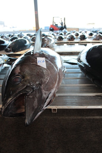 銚子漁港マグロ市場