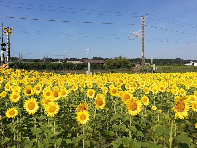 ひまわり畑