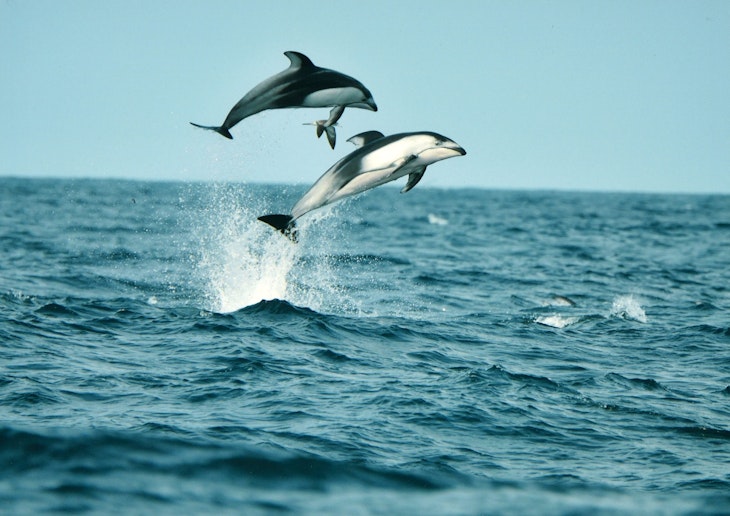 イルカウォッチング