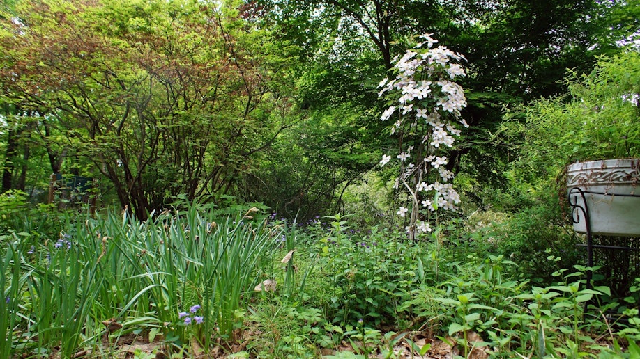 四季の花が咲きます