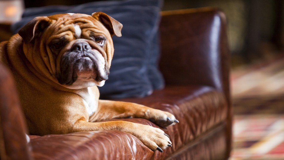 ペット・フレンドリー