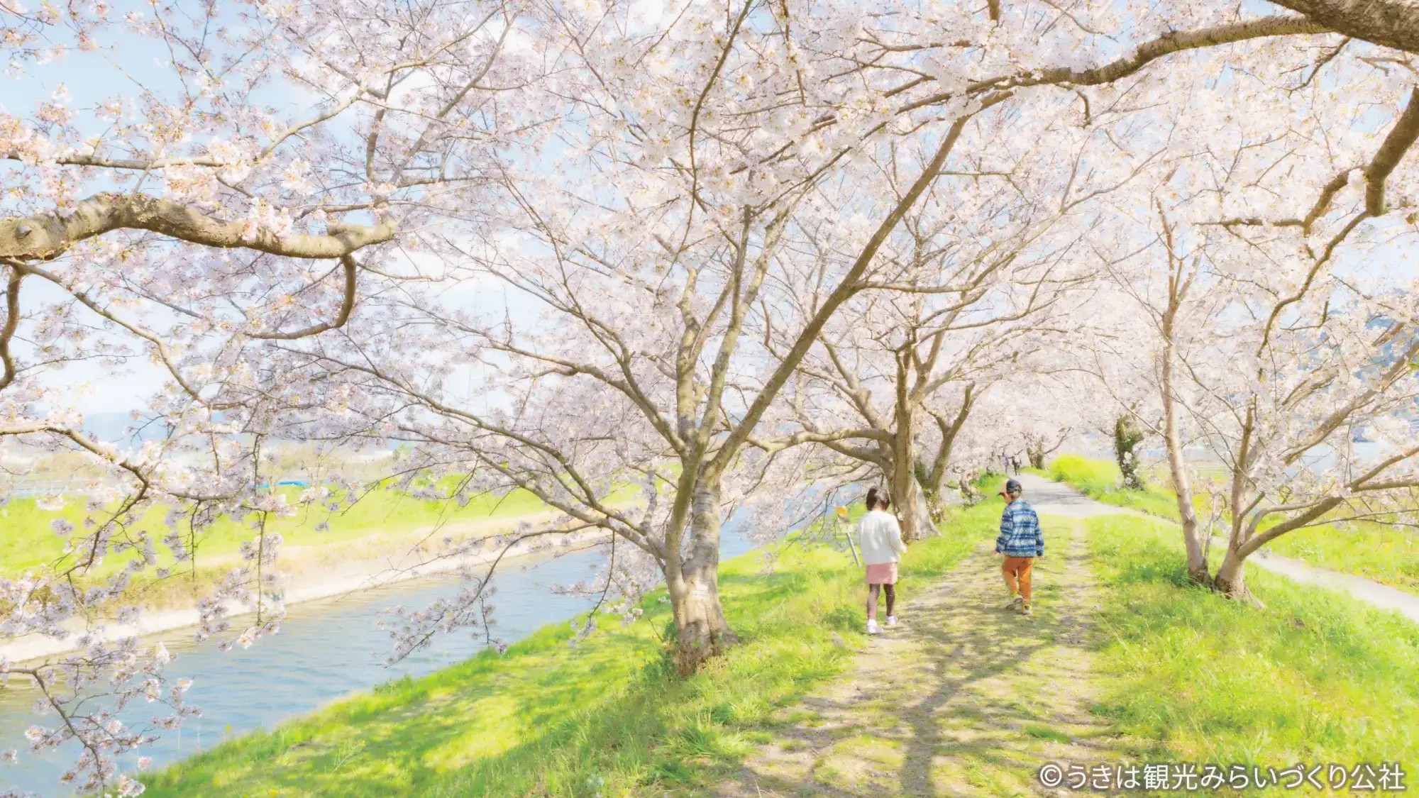【周辺観光／うきは市／流川桜並木】