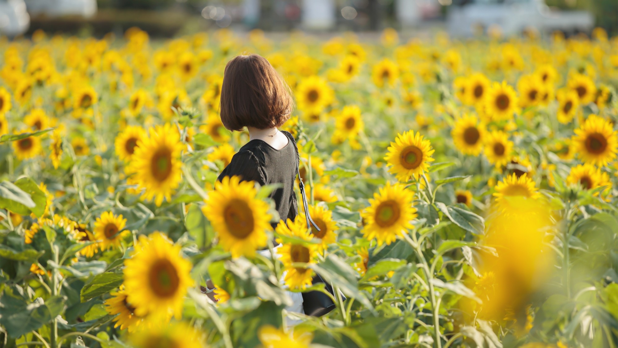 【周辺観光／朝倉市／杷木のひまわり畑】