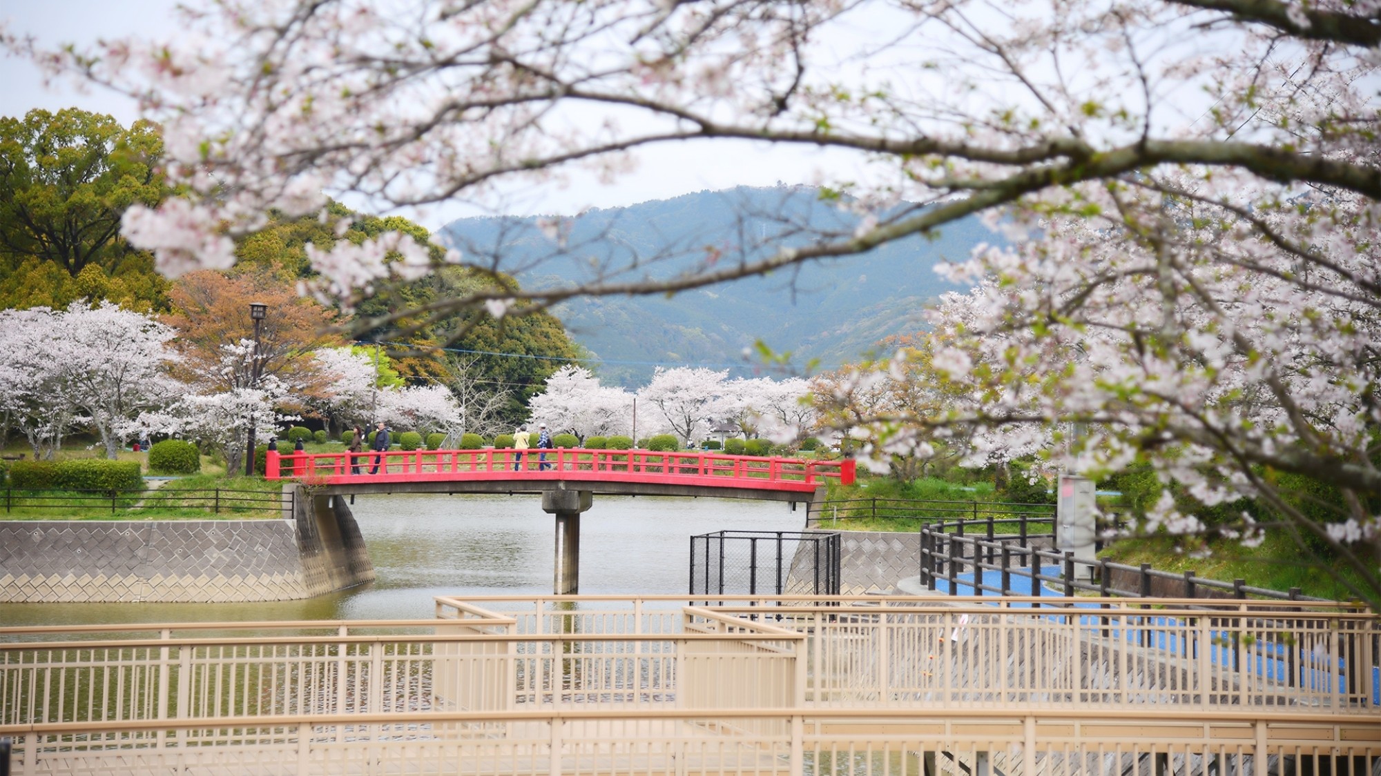 【周辺観光／朝倉市／甘木公園の桜】