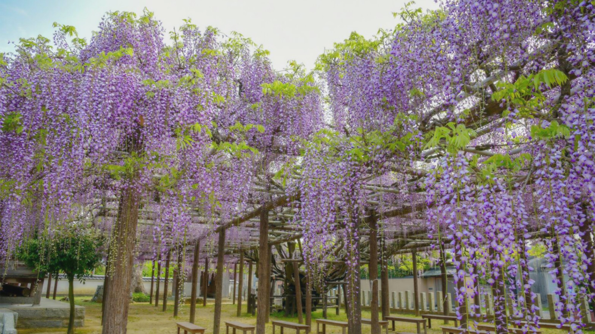 【周辺観光／朝倉郡／上高場の大藤】