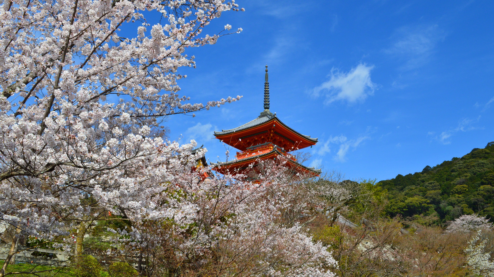 清水寺（春）