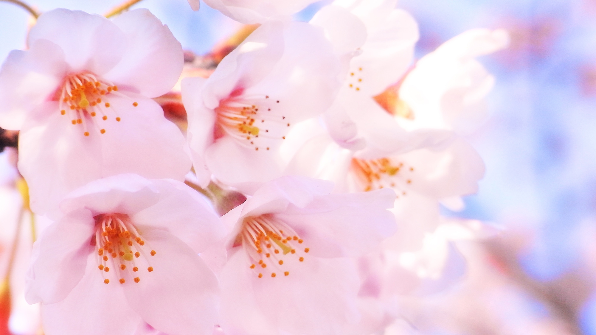 ＜日本一早い開花！＞土肥桜を楽しもう素泊りプラン★ライトアップもあるよ♪ツインルーム