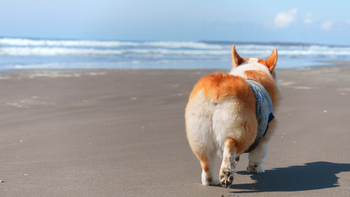 【ペットOK★素泊り】バリ風ホテルに泊まるちょっぴり素敵な旅