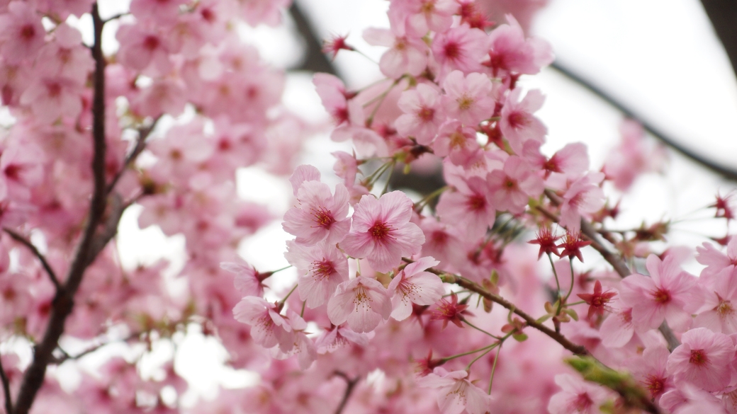 ＜日本一早い開花！＞土肥桜を楽しもう素泊りプラン★ライトアップもあるよ♪ダブルルーム