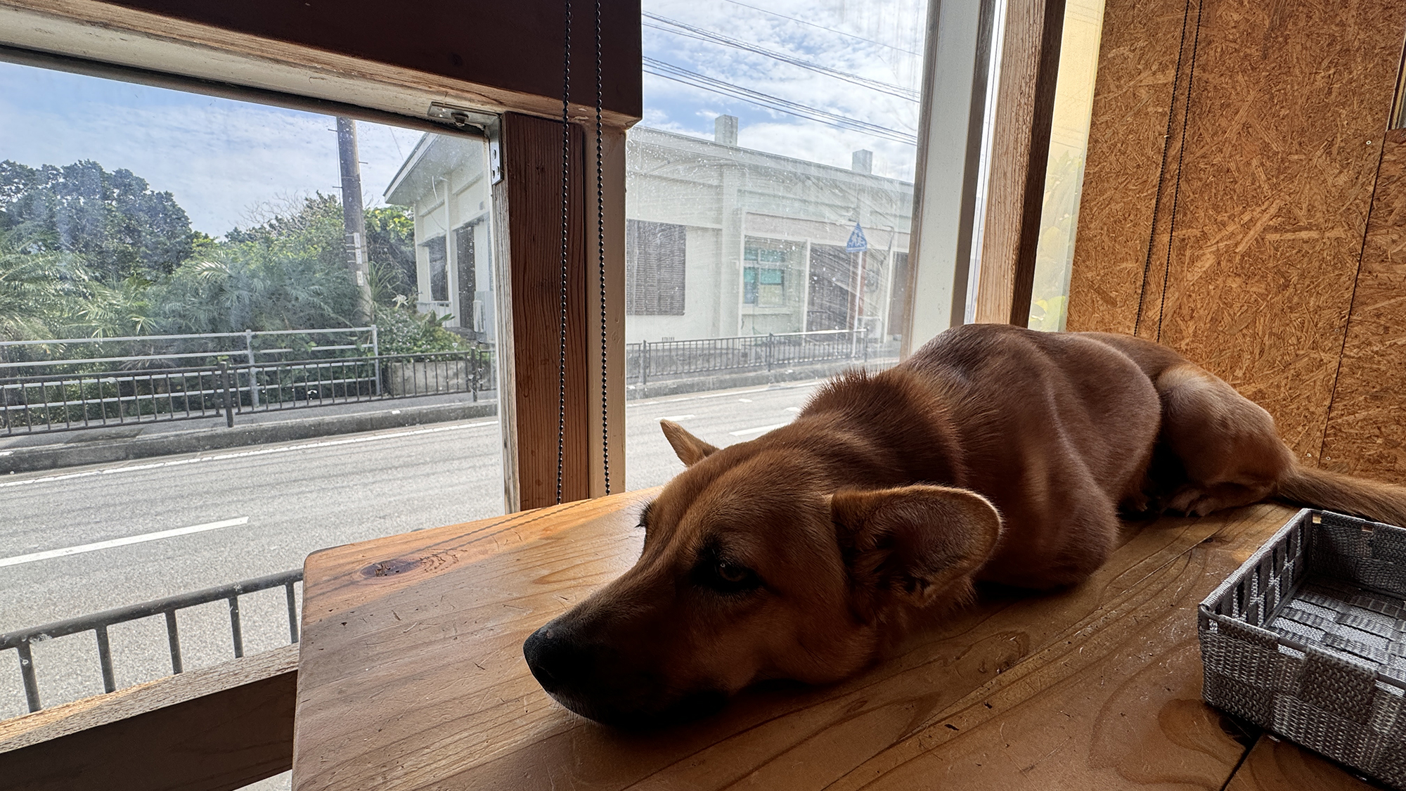 【看板犬】 お昼寝準備