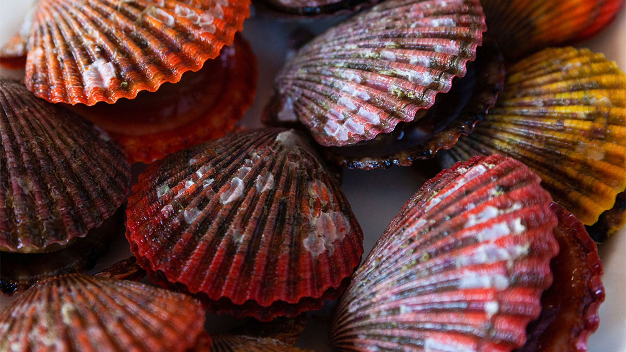 ・【海鮮】様々な種類の海の幸をお楽しみいただけます。贅沢な食事の時間をご満喫ください。