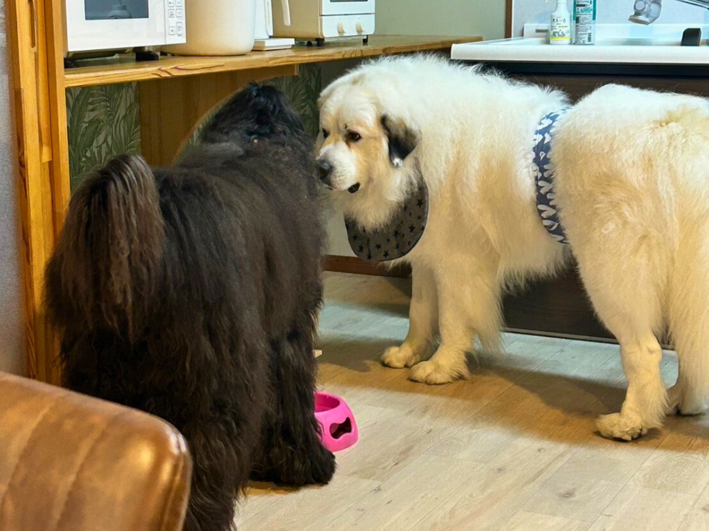愛犬と泊まれる 家族・グループ旅