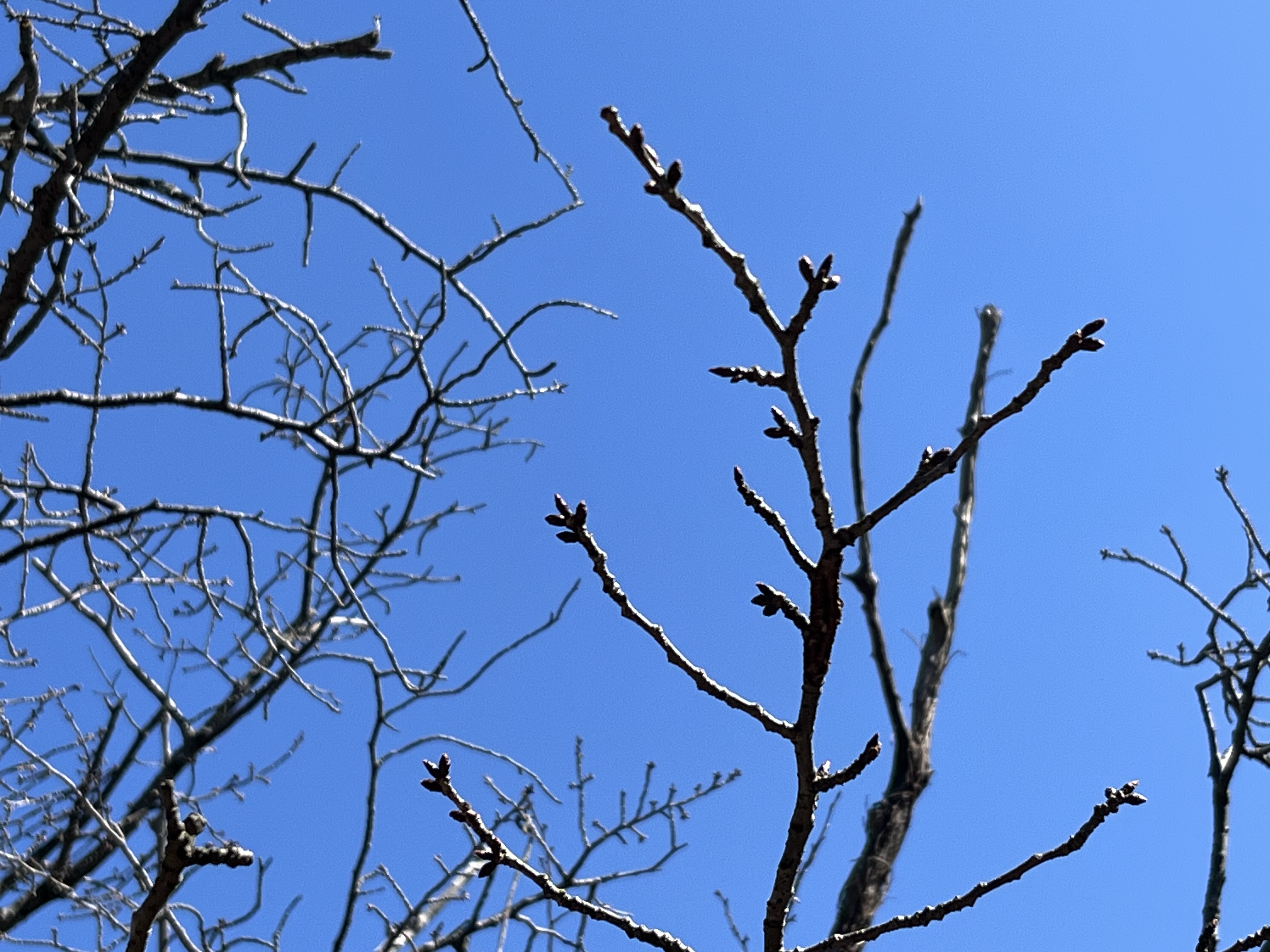 芽吹き始めのハシタテキクザクラ