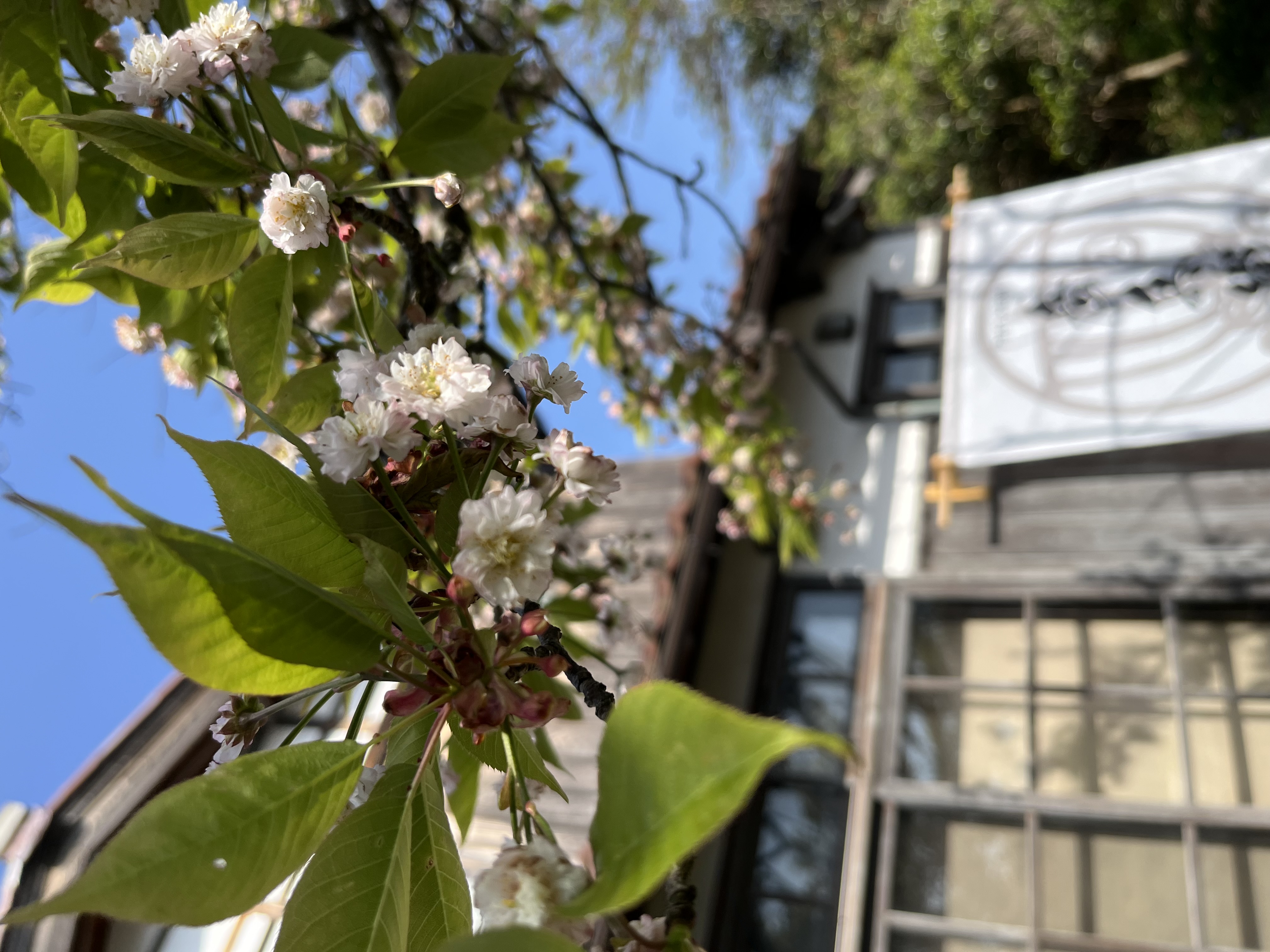 裏庭のハシタテキクザクラ