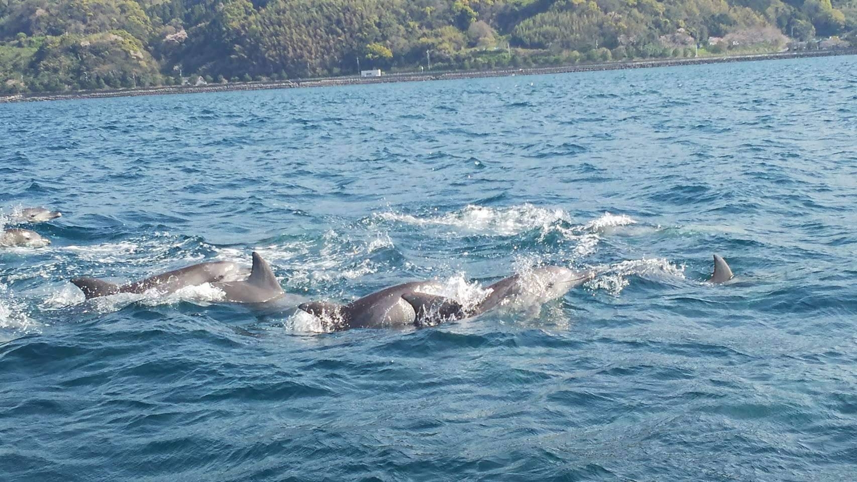 野生のイルカを見に行こう！イルカウォッチング宿泊プラン♪