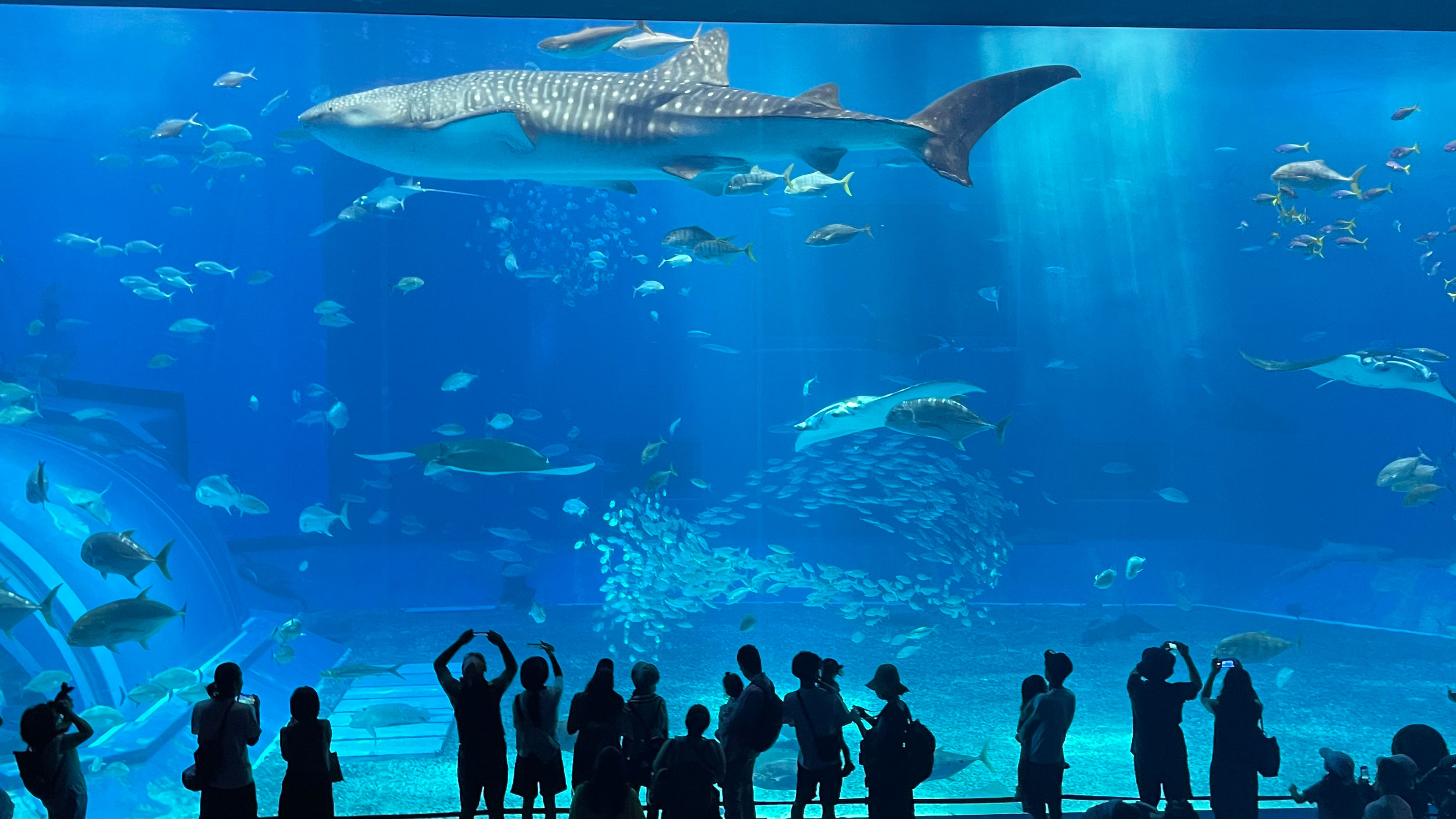 【美ら海水族館】車で1時間