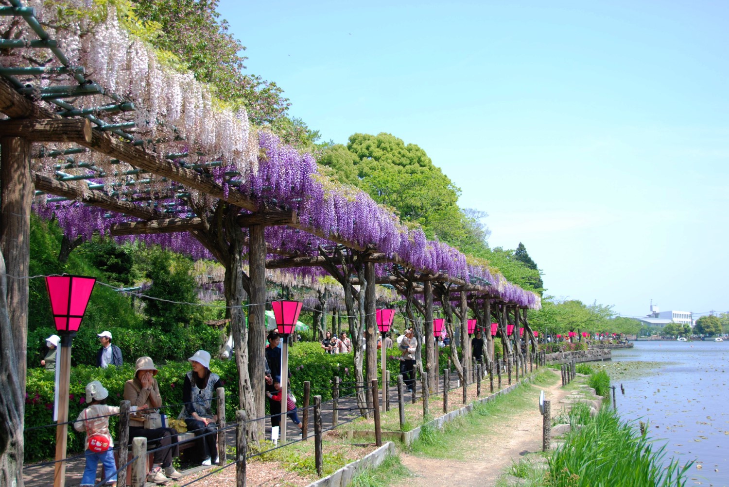 蓮華寺池公園／藤まつり