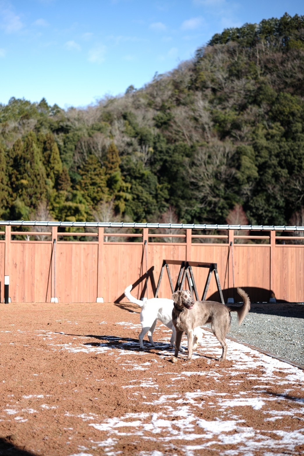 一日一組限定貸切宿愛犬と一緒に過ごせるシンプル素泊りプラン