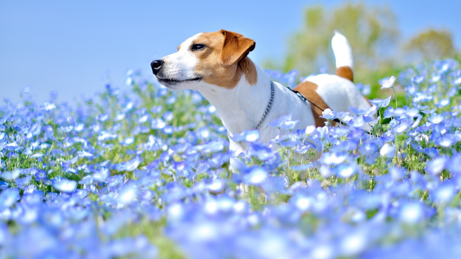 【GWプラン】≪5/2-5/5限定≫愛犬と奥日光で温泉旅を満喫！＜■牛しゃぶ鍋＆ハーフビュッフェ＞