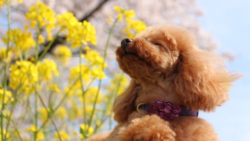【春旅SALE】≪一律10％OFF≫愛犬と奥日光の温泉旅をお得に♪＜□特選鍋御膳＞