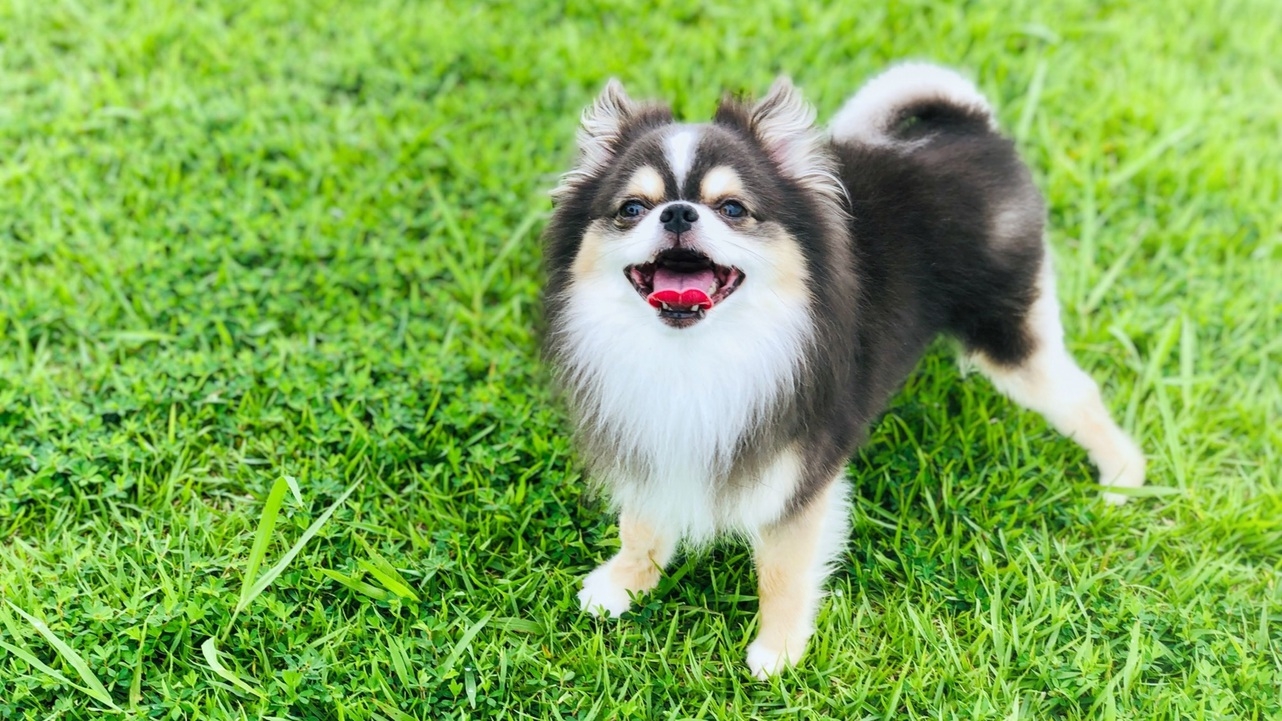 【夏SALE】≪最大20％OFF≫和のおもてなし空間で愛犬と温泉旅＜★豚しゃぶ鍋＆ハーフビュッフェ＞
