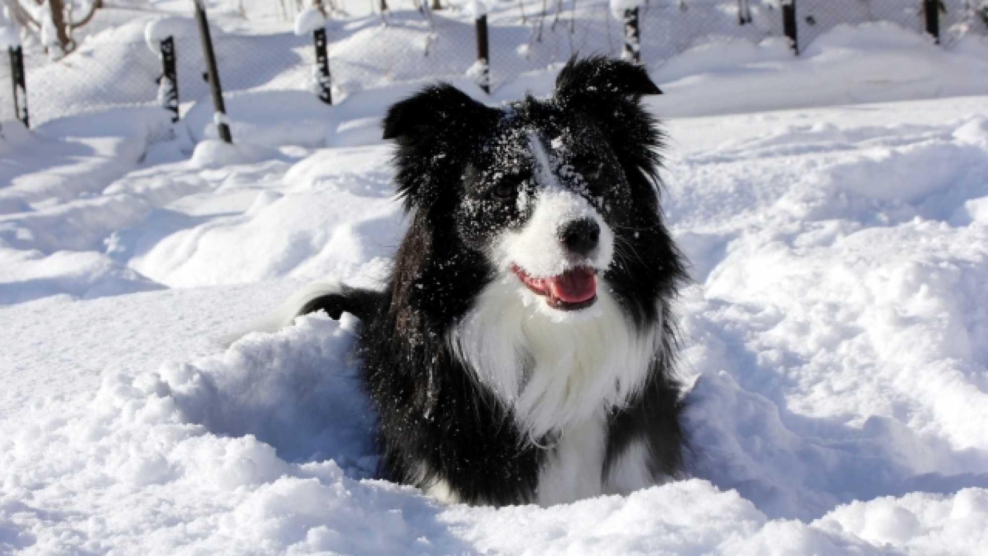 【冬旅SALE】≪冬季限定≫一律10％OFFで愛犬と奥日光の温泉旅をお得に♪＜□特選鍋御膳＞