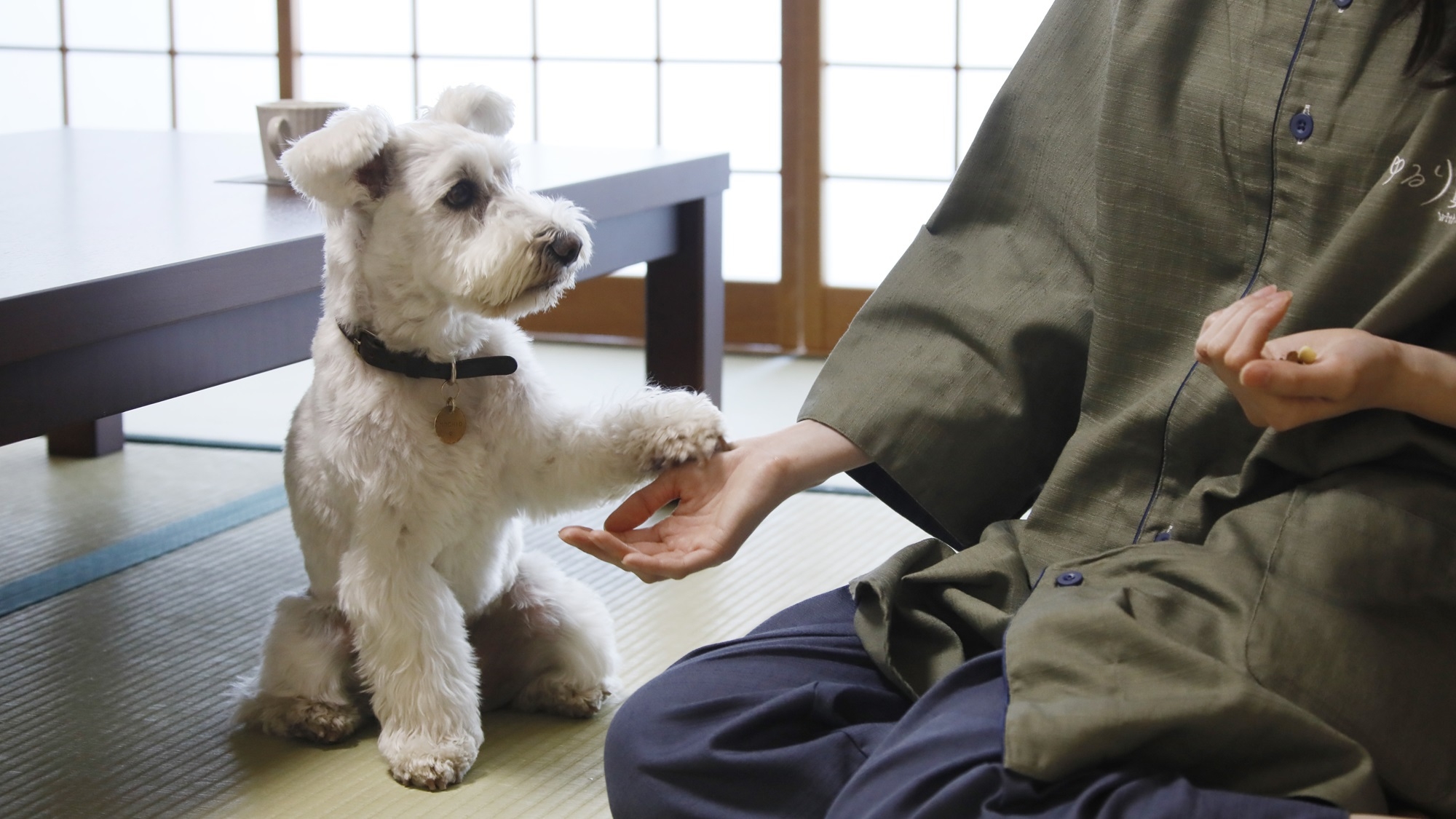 【開業1周年記念】くるっと回してプレゼント！愛犬お祝いガチャなど4大特典付き！＜□特選鍋御膳＞