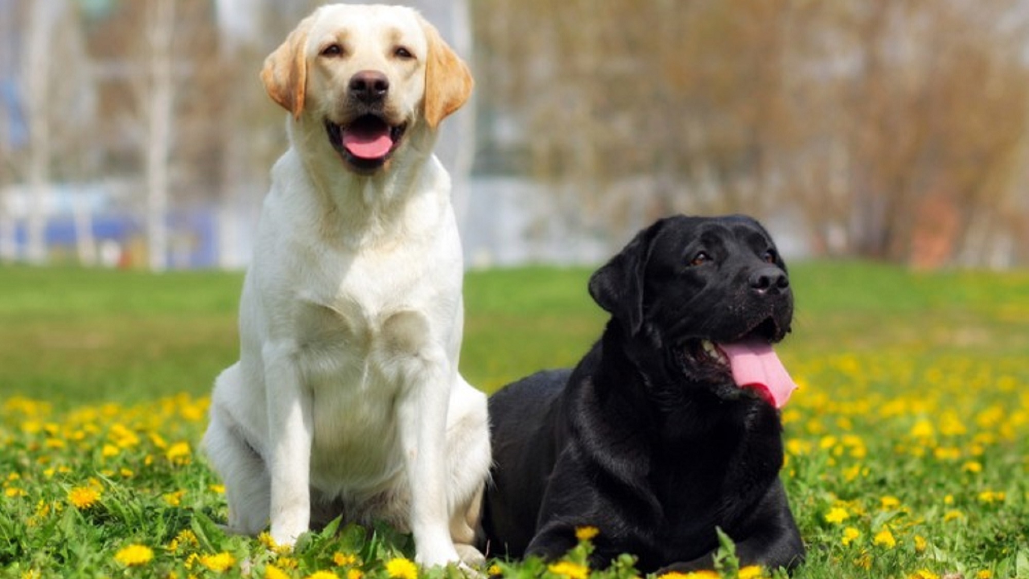 【大型犬・超大型犬限定】期間限定の3大特典で愛犬と過ごす特別な旅＜★豚しゃぶ鍋＆ハーフビュッフェ＞